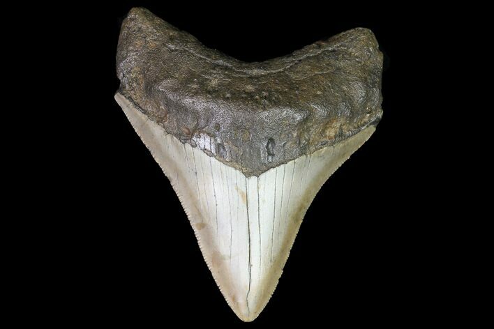 Bargain, Megalodon Tooth - North Carolina #76307